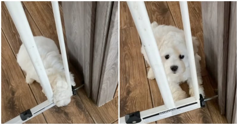  Confused Puppy Complains He Can’t Get Through The Fence