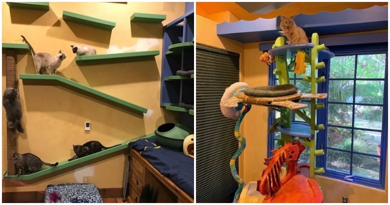  Man Loves Animals So Much That He Redesigned His Home To Fit The Cat’s Needs