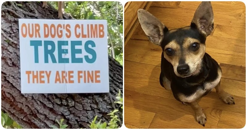  “Our dogs climb trees. They are fine”: Woman Was On Her Way Home When She Saw An Unusual Sign