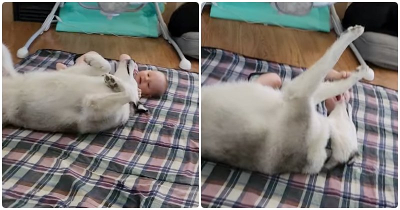  Husky Shows Baby How To Lie On His Back