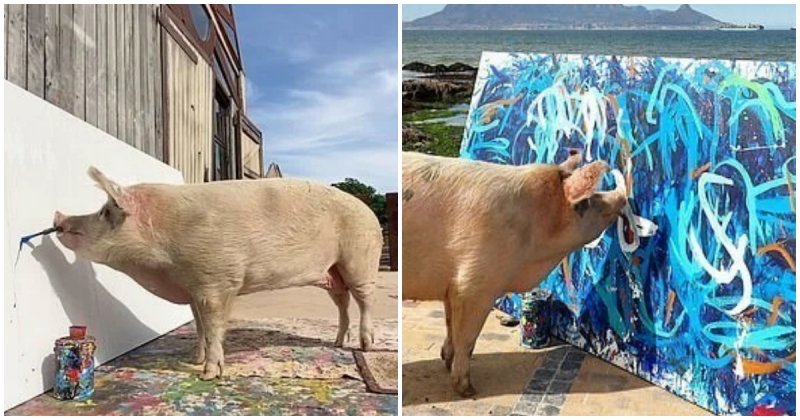  Pigcasso The Piggy Sold Its Latest Artwork For £20,000