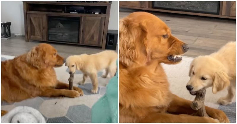  Retriever Is Dissatisfied With The Behavior Of New Family Member