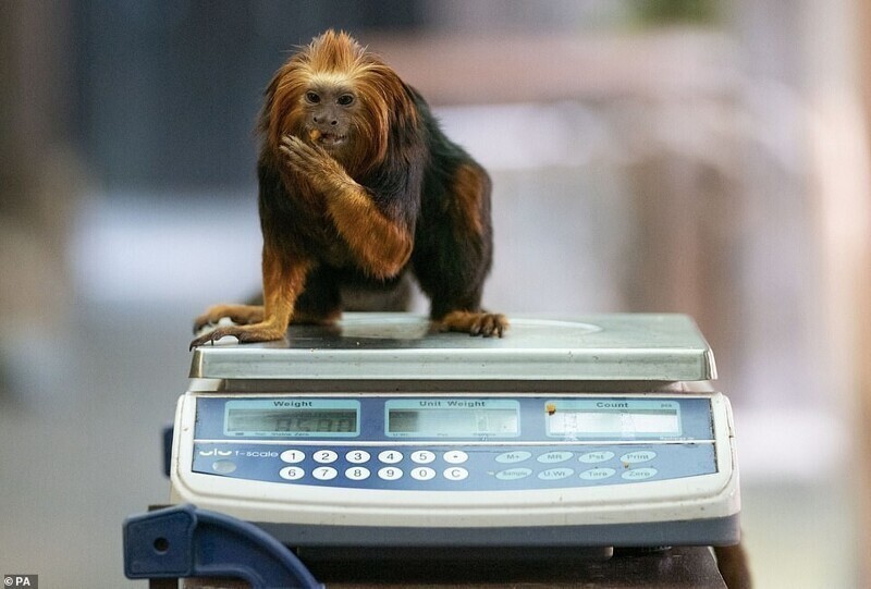  The Cutest Procedure: Weighing Animals In Zoo