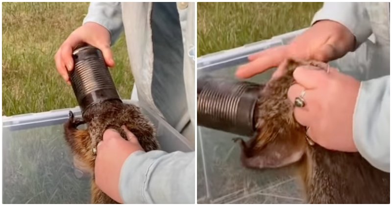  Girls Spotted Animal In Grass With Its Head Stuck In Tin Can