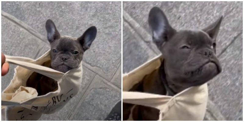  Frenchie Puppy Is Too Lazy to Walk, So It Strolls In Purse