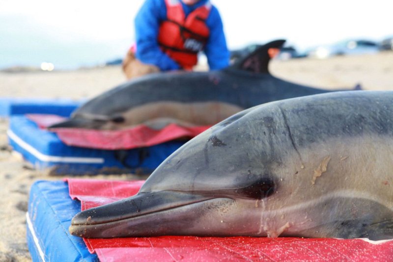  Dolphins Rescued At Low Tide Now Are In Good Condition