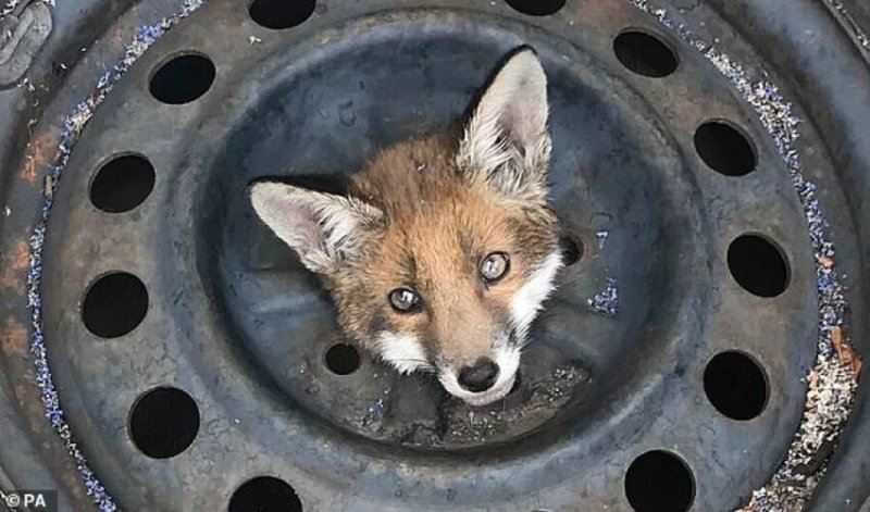  Four Fox Cubs Got Their Heads Stuck In Old Car Wheels In London Within A Month