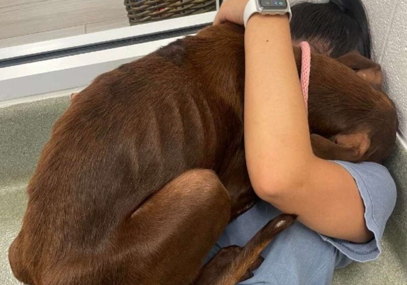  Dog Stranded On Highway Gives Rescuer Biggest Hug After She Saves Him
