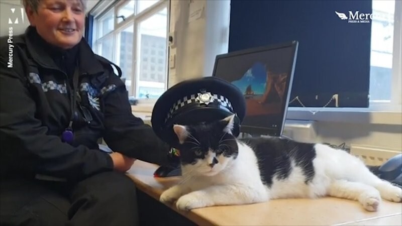  The Abandoned Cat Wandering The Streets Now Works At The Police Station