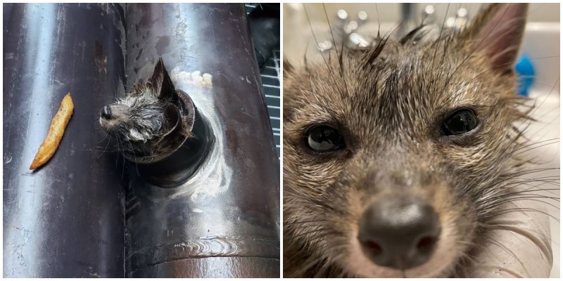  Rescuers Saved Little Fox From Water Pipe