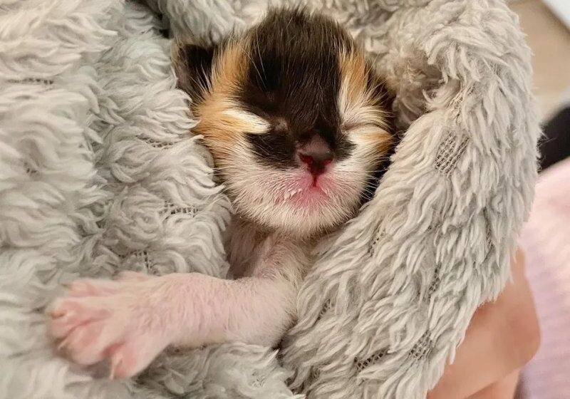 Kitten Rescued at 3 Days Old as the Runt of Her Litter Shows Biggest Personality and Sass