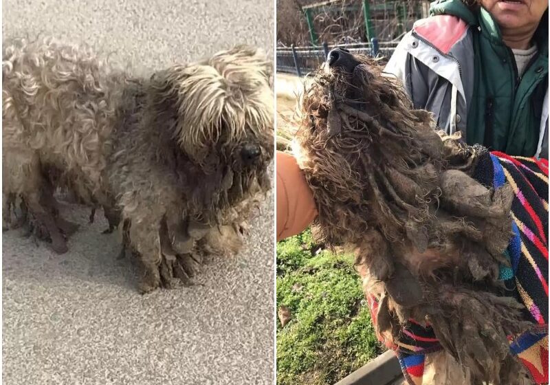  Matted Dog Who Hated Being Touched Makes The Most Amazing Transformation