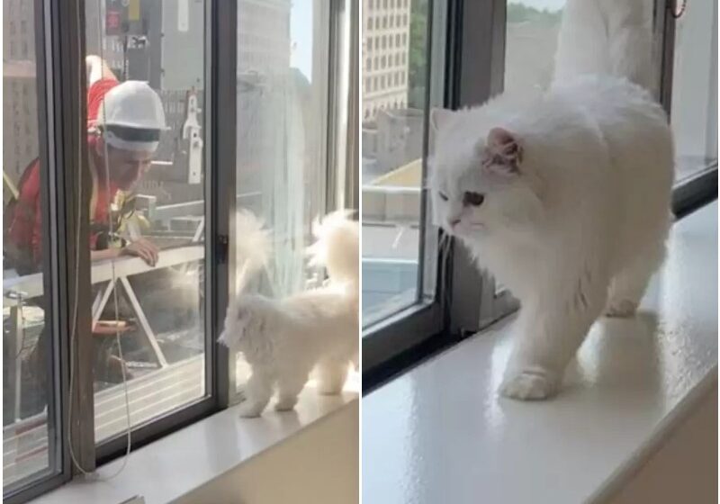  Cat’s Secret Crush On The Construction Workers Outside Her Window