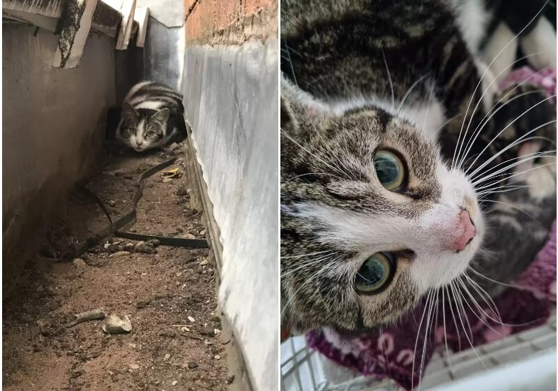 Family Hears Crying Coming From Their Rain Gutters And Discover Someone Hiding There