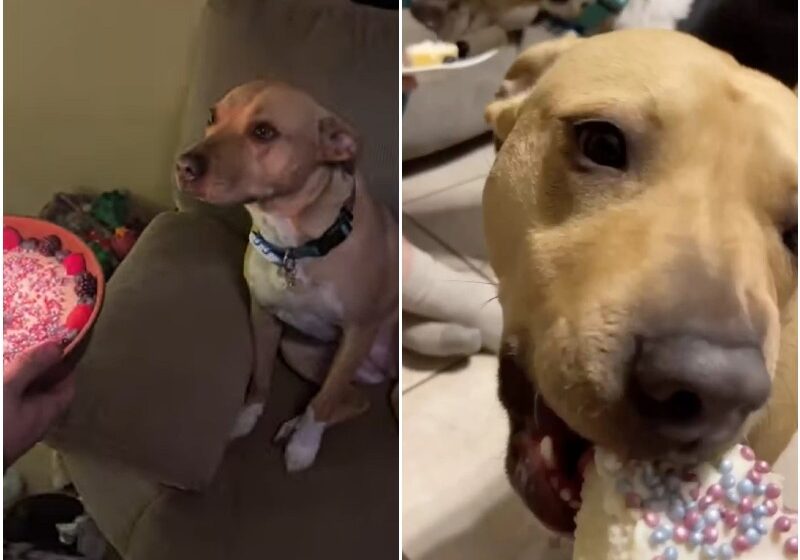  The Touching Reaction Of Dog Who Had Birthday Suprise