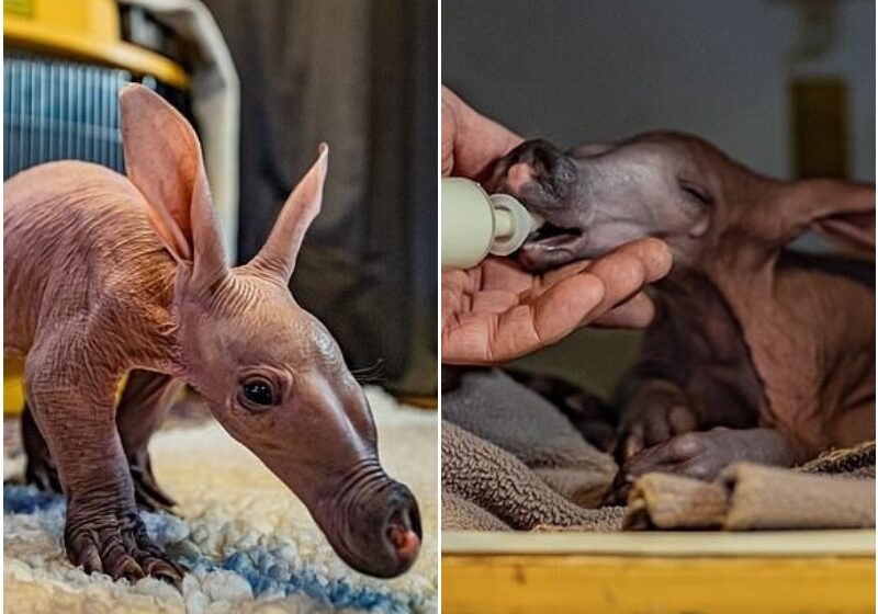 Meet Dobby, Cute Trumpet-Tooter From Zoo In England