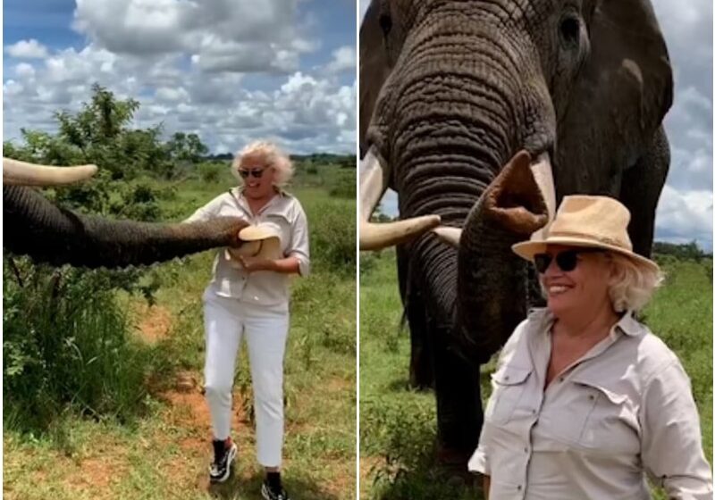  Elephant Snatches Woman’s Hat And Hides It In Its Mouth Before Returning It In Cheeky Prank