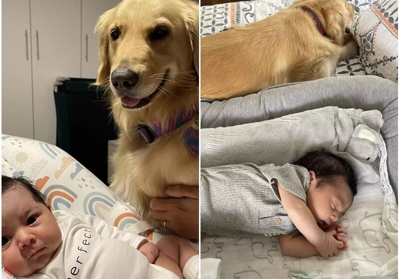  When The Family Had A Child, The Dog Became His Guardian