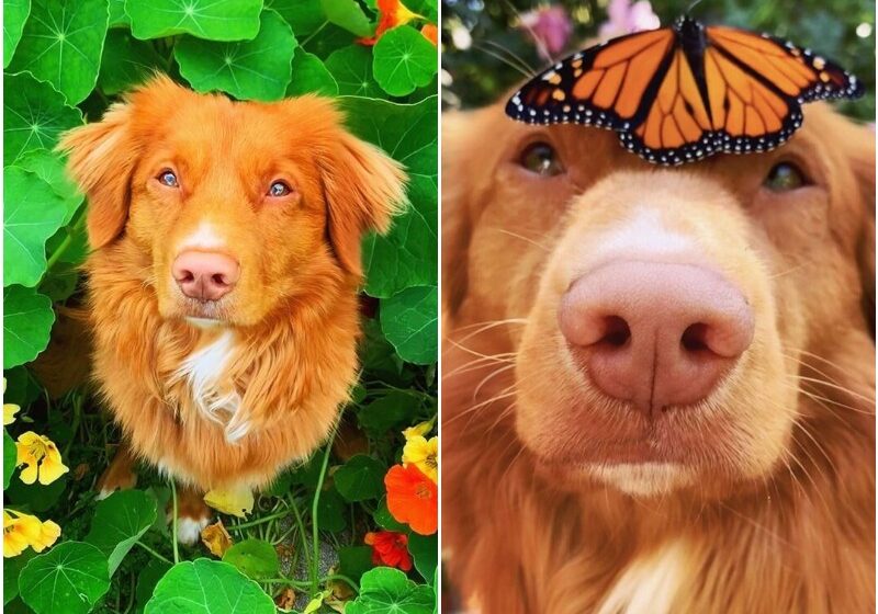  The Dog That Loves His Butterfly Friends With All His Heart