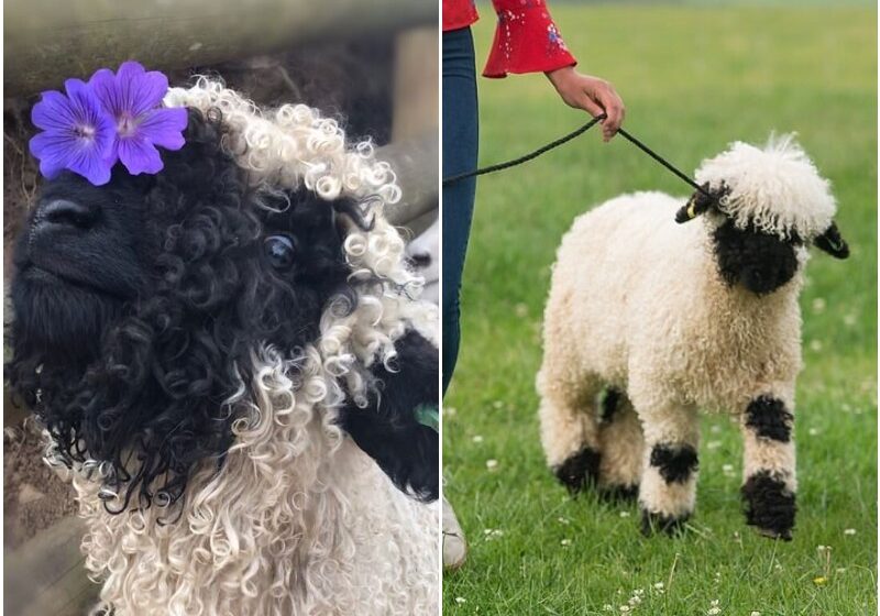 Meet The Cutest Pet Ever! The British Family Get Rare-Breed Welsh Sheep