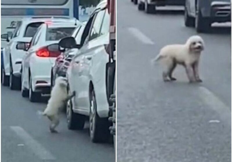  The Owner Dumped Puppy In The Middle Of Busy Traffic Prompts