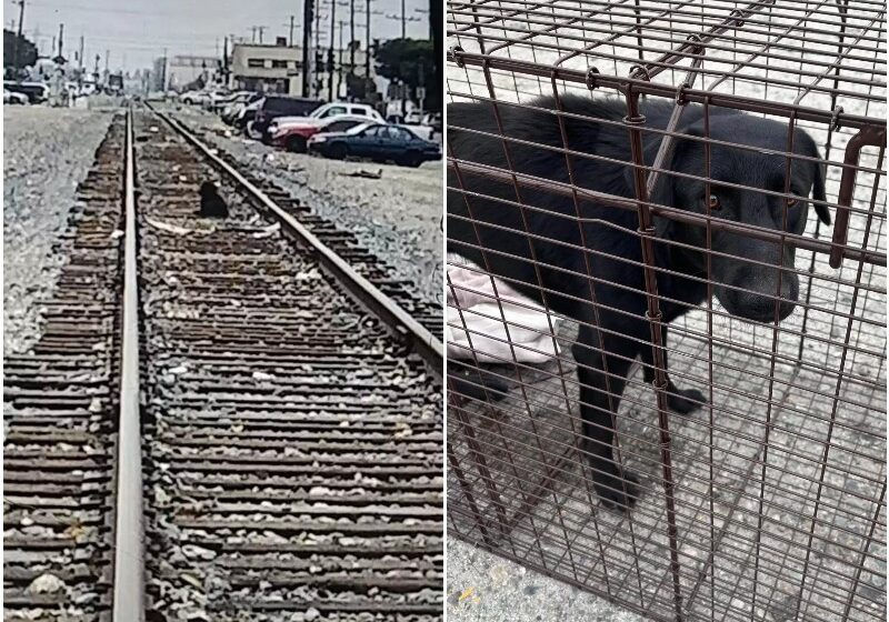  Dog Waits A Week On The Train Tracks For His Parents To Come Back For Him