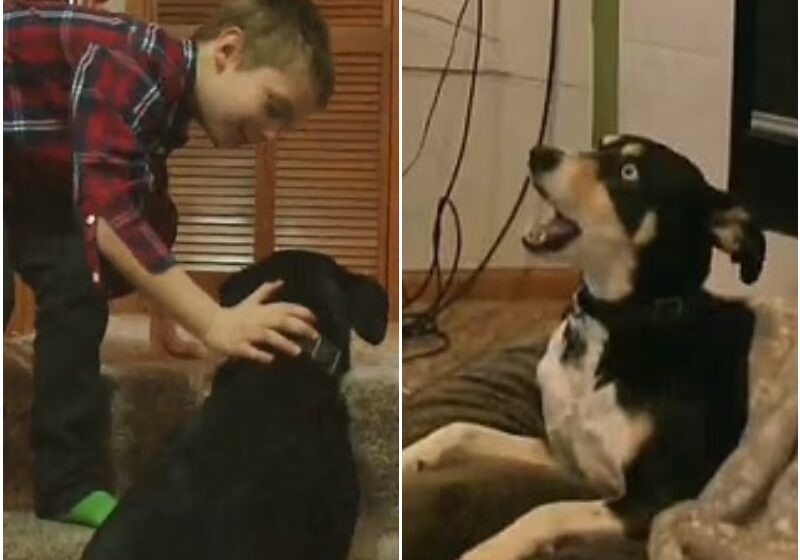  Heroic Dog Saves Iowa Family From Carbon Monoxide Poisoning