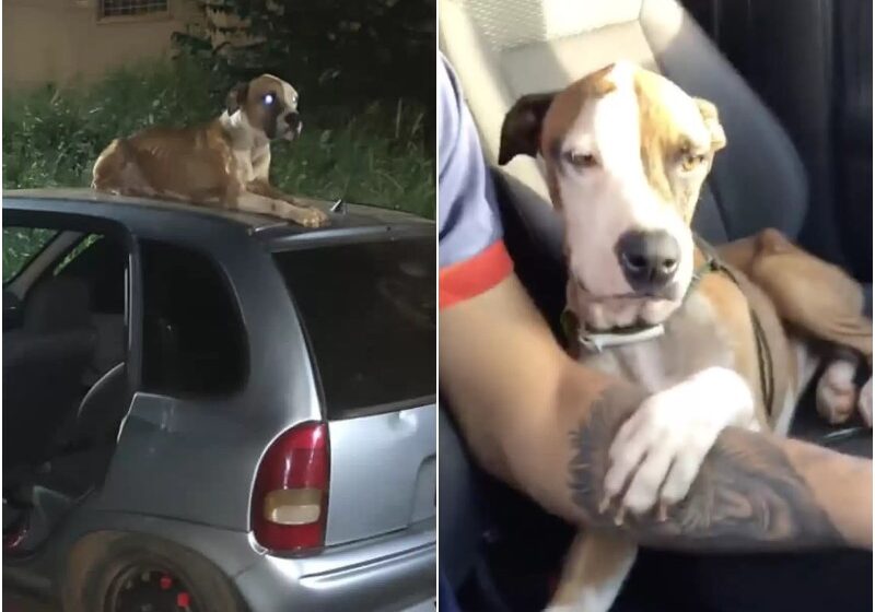  Guy Saw Stray Dog On His Car – And Decided It Was Fate