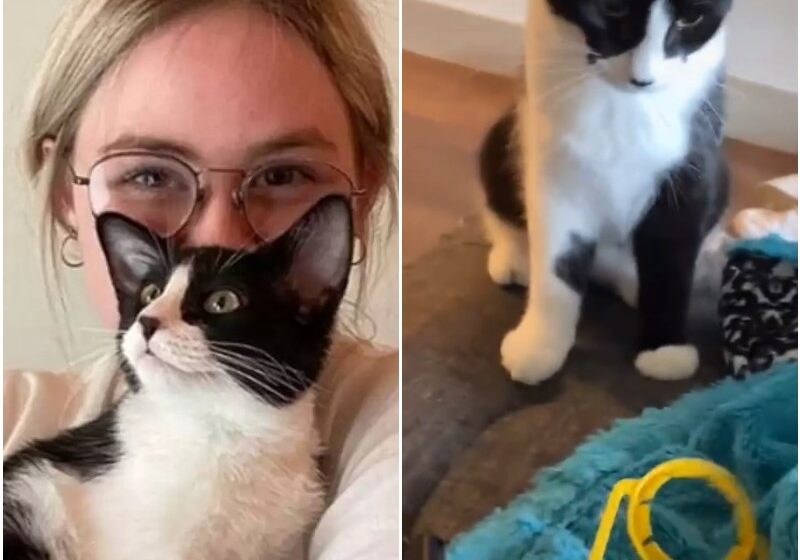  Thoughtful Cat Surprises Her Mom With A New ‘Gift’ Every Day