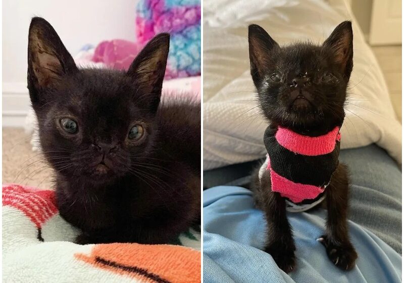  Kitten with Uniquely Perfect Face Left the Street and into Indoor Life, She Couldn’t Be Happier