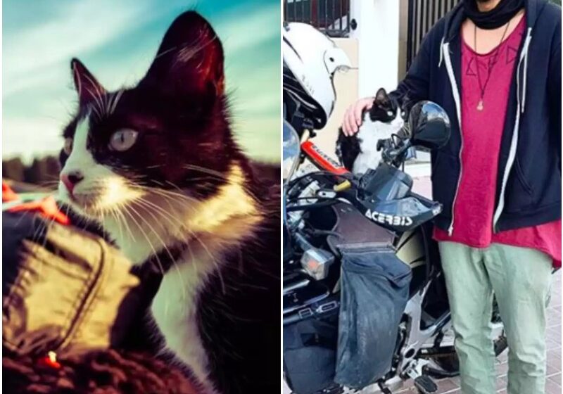  Man Finds Street Cat And Brings Her On The Most Incredible Road Trip