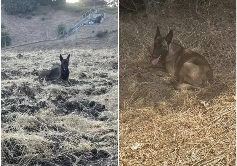  The Woman Thought She Saw Coyote In Hills But It Was Dog