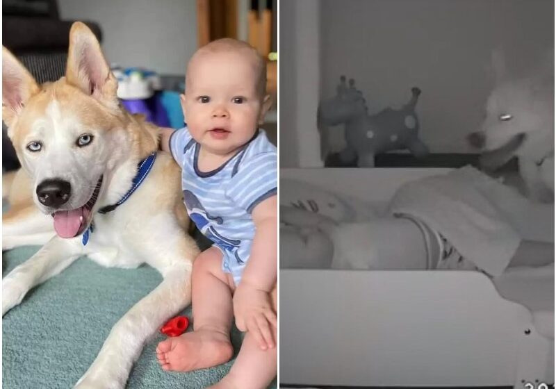  Nanny Cam Captures Dog Coming To Check On His Baby Brother Every Night