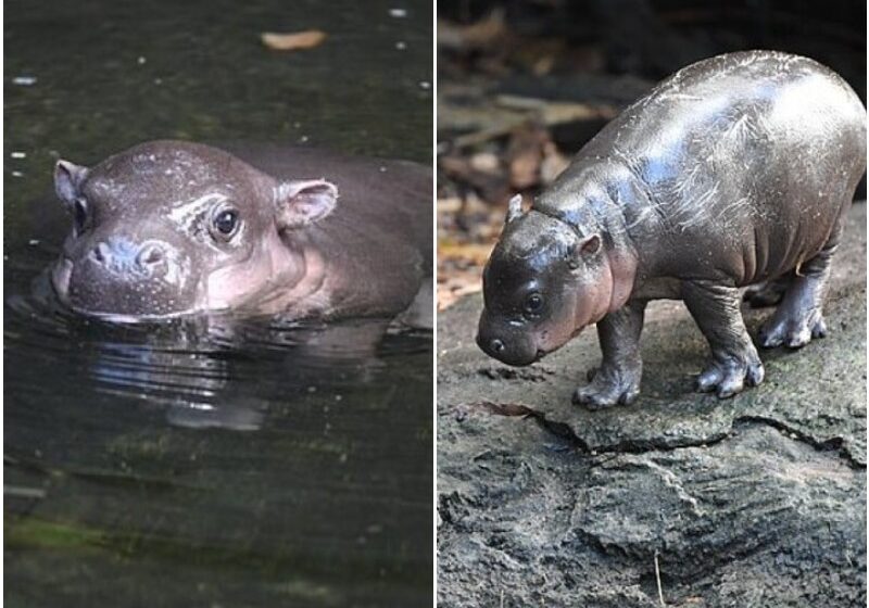  Adorable And Chubby Baby Pygmy Hippo Charmes Everyone Around