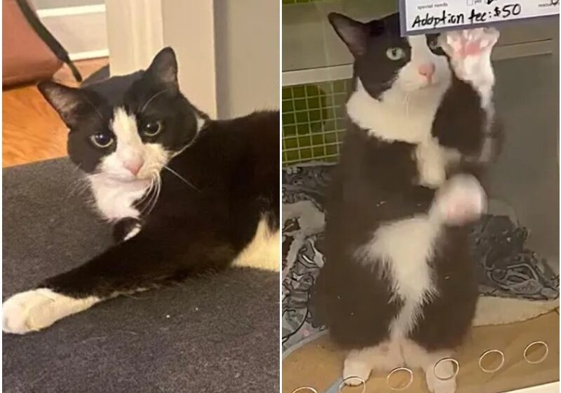  Cat Gets Up on Her Hind Paws and Waves to Get People to Notice Her