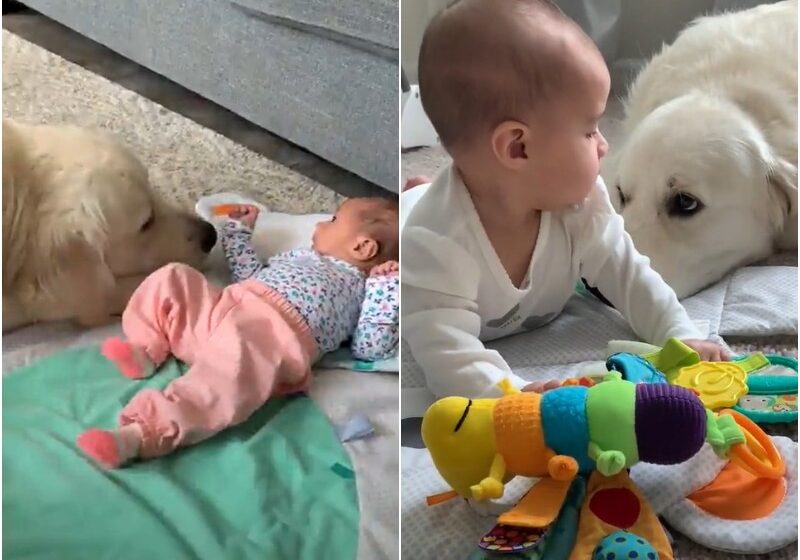  When The Family Had A Baby Girl, The Dog Never Left Her Side