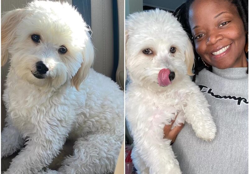  Girl Noticed That Her Dog Looks Unusual After The Groomer