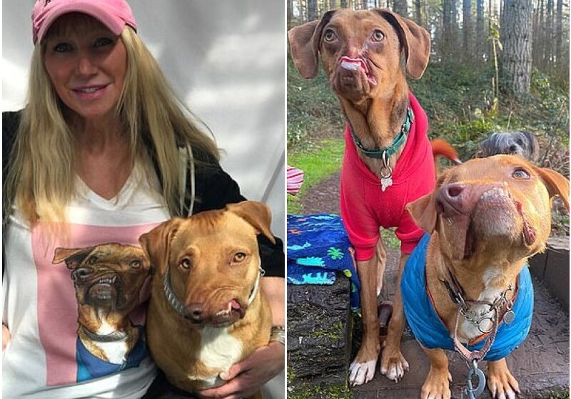  Two Deformed Dogs Become Best Buds After Same Family Adopted Them Five Years Apart