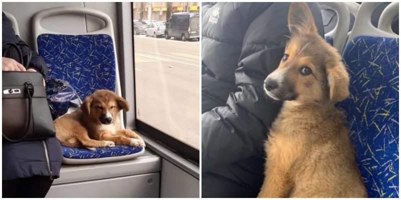  The Puppy Was On Buses While The Volunteers Were Looking For Him All Over Town