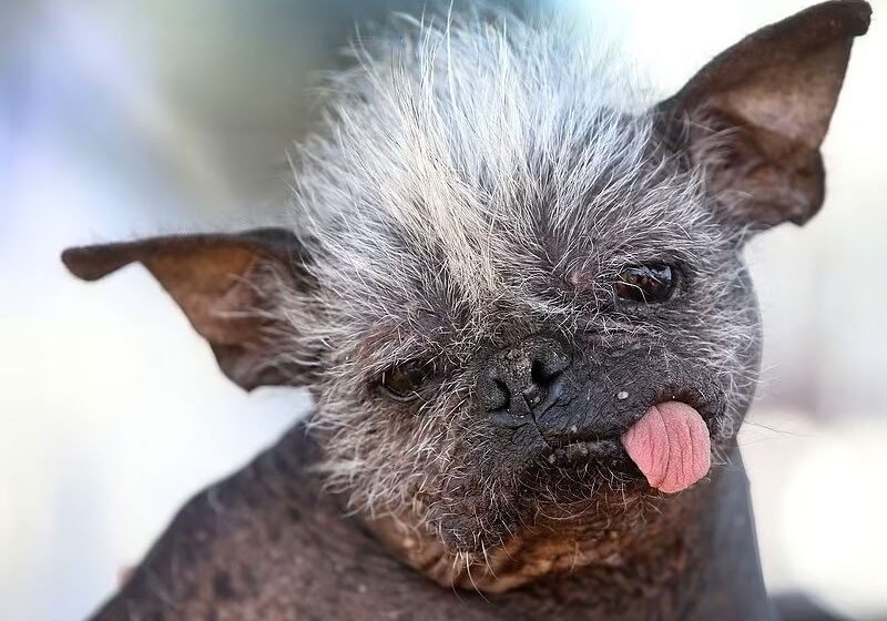  Meet Mr Happy Face: The world’s ugliest dog