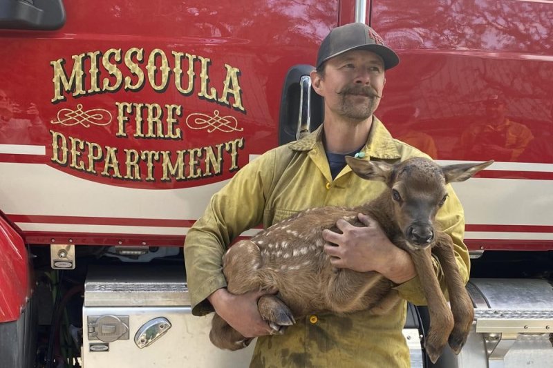  Tiny Baby Deer Was Rescued From The Fire