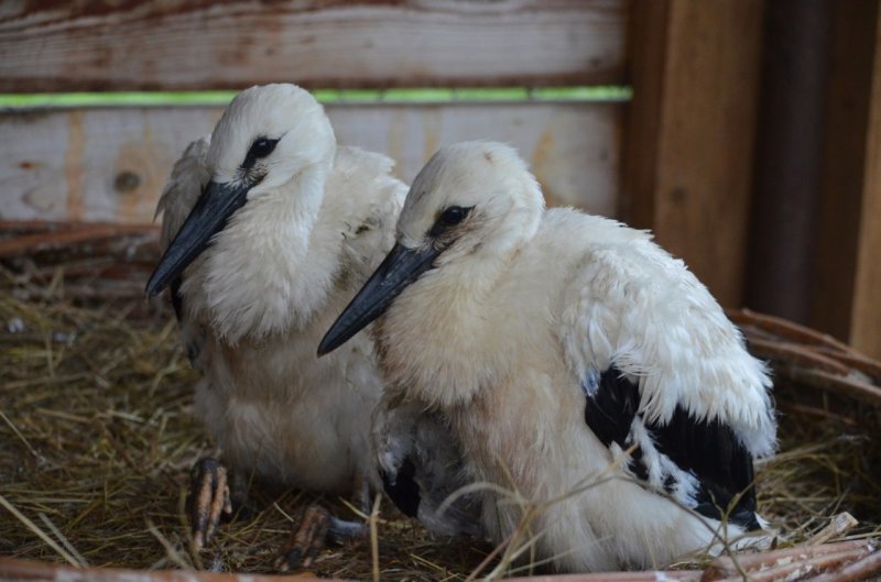  A Man Found Storks Fallen On The Ground And Saved Them