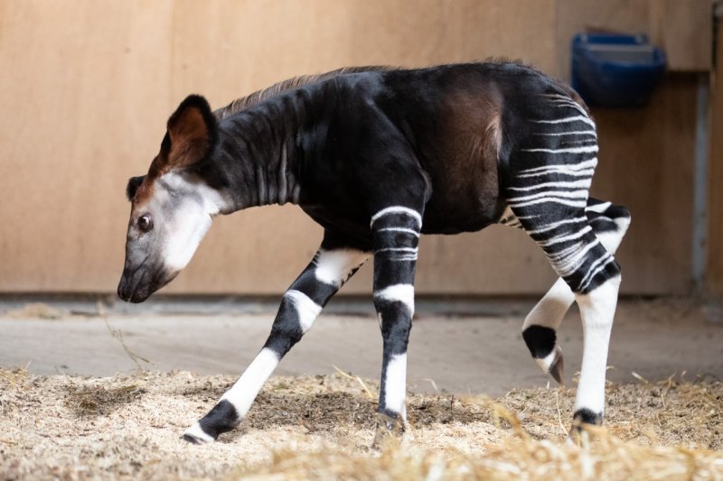  Dublin Zoo Announces Birth Of Baby Okapi