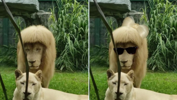  The Lion With Straight  “Mallet” Haircut Became A Social Media Star