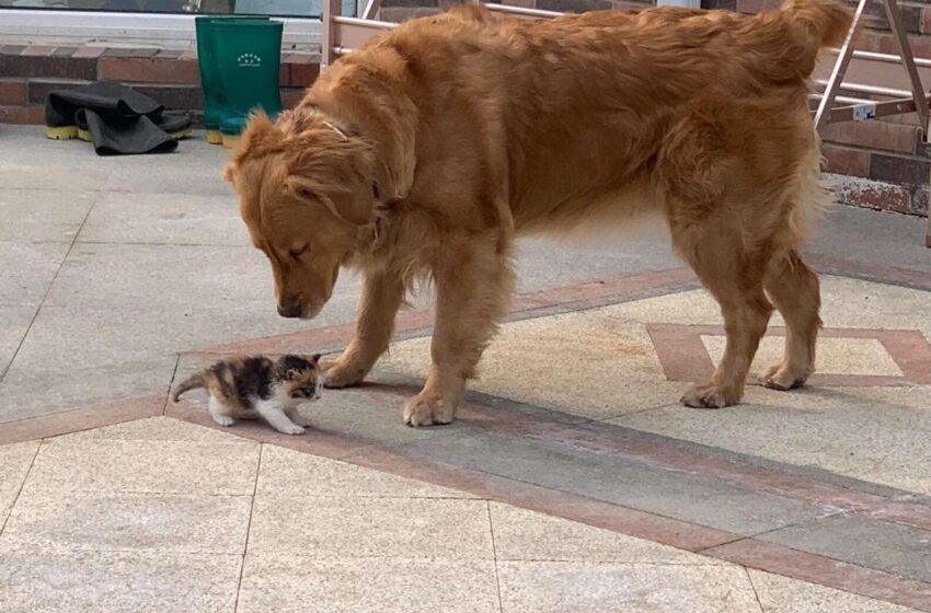  Dog Leads Dad To Abandoned Kitten On Street And Insists On Taking Her Home