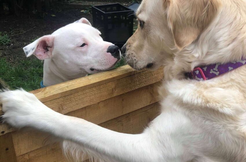  Golden Retriever Falls In Love With Dog Next Door