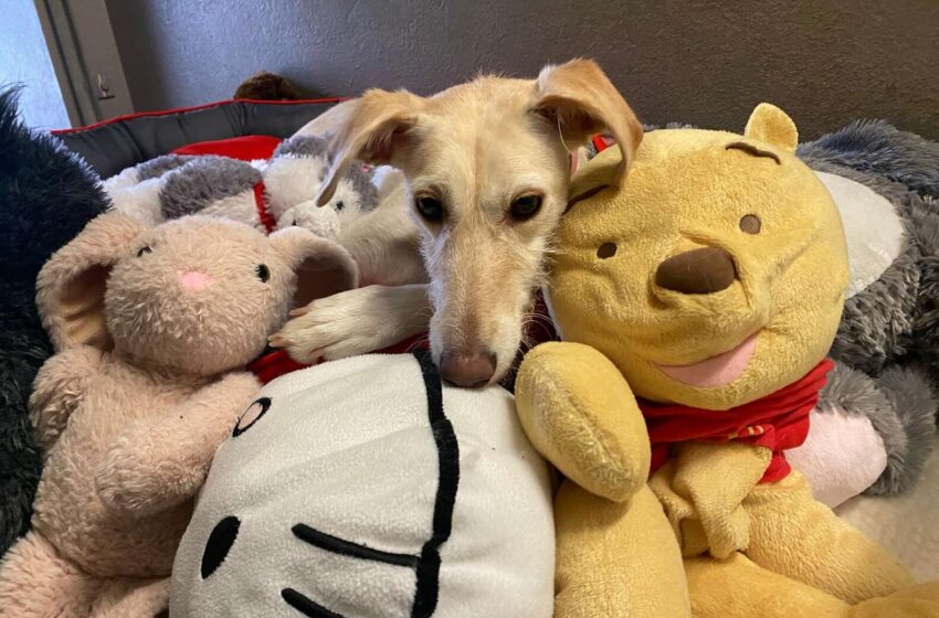  Dog Who’s Spent Her Entire Life In Shelter Can’t Live Without Her Pile Of Toys