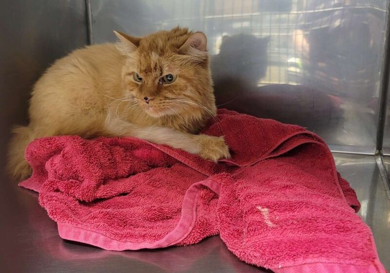  Old Cat Was Looking At People With Distrust When He Was In Cage At The Shelter