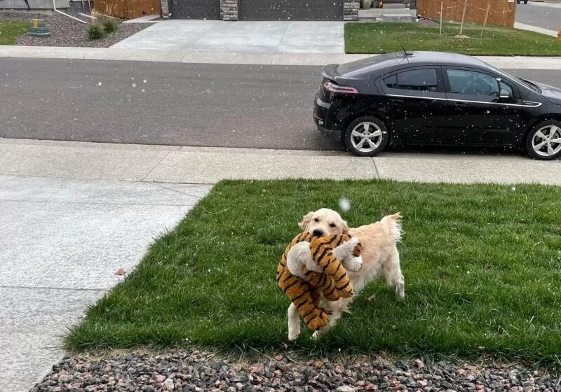  Dog Is So Excited To See Snow That He Has To Show His Tiger Toy