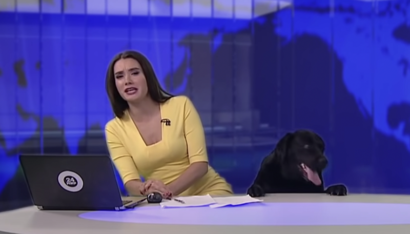  An Adorable Dog Interrupted Live News Broadcast